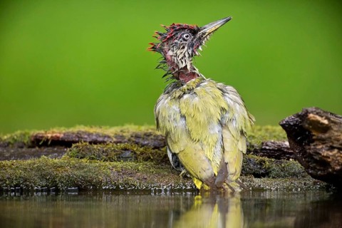 European Green Woodpecker