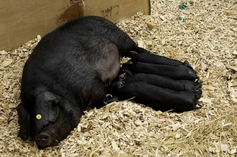 Domestic pig