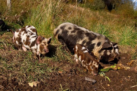 Kune Kune Pigs