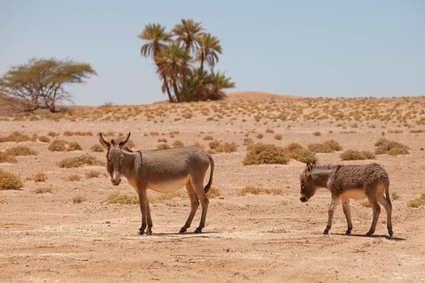 Donkey