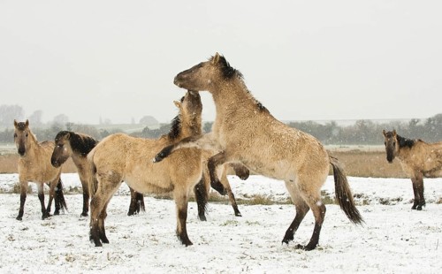 Konik horse