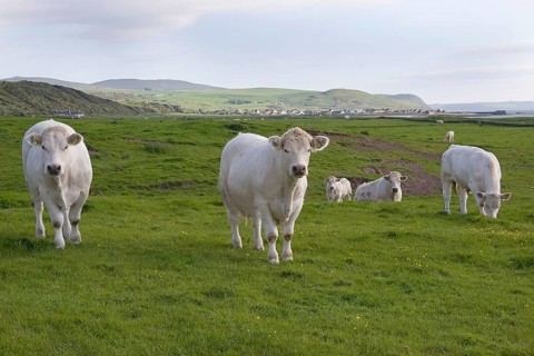 Domestic cattle