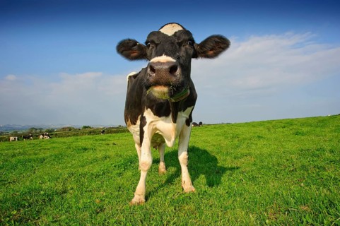 Domestic cattle