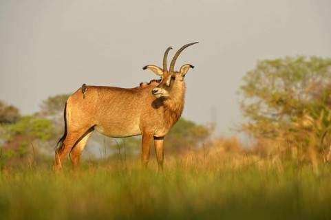 Roan Antelope