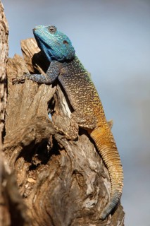 Blue-throated