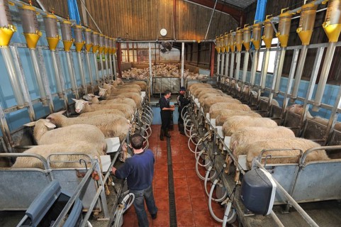 Domestic Sheep