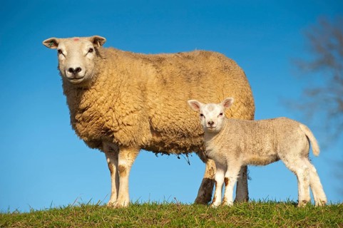 Domestic Sheep