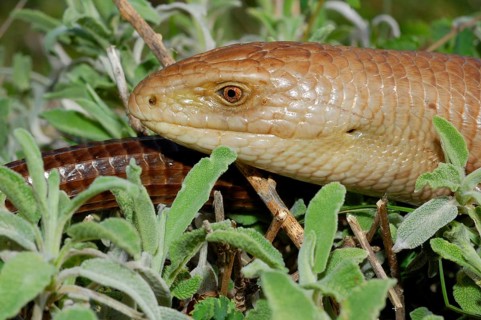 European Glass Lizard