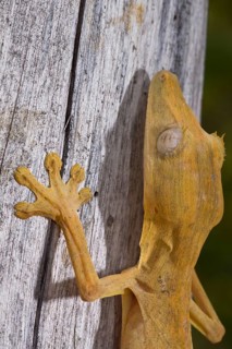 Bamboo flat-tailed gecko