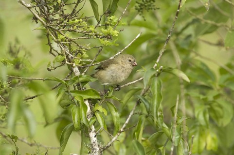 Small small tree finch