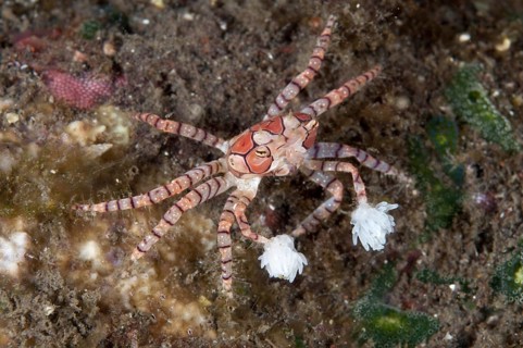 Boxer crab