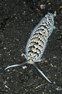 Other animals
