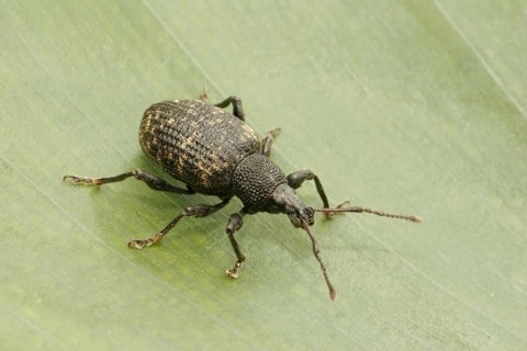 Black Vine Weevil