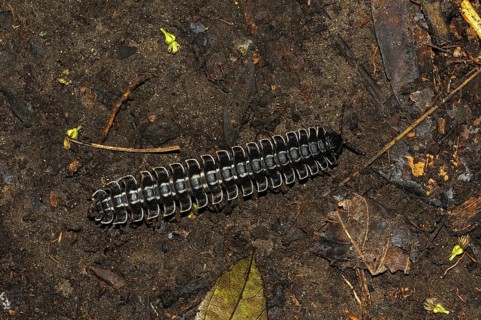 Millipedes