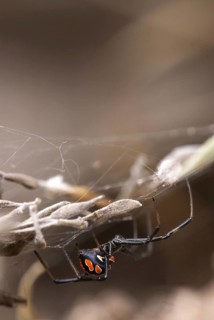 European black widow