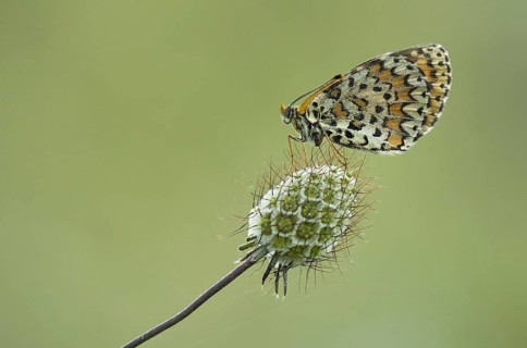 Spotted Fritillary
