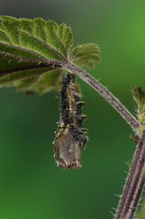Larva of painted lady