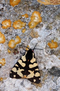 Cream-spotted tiger