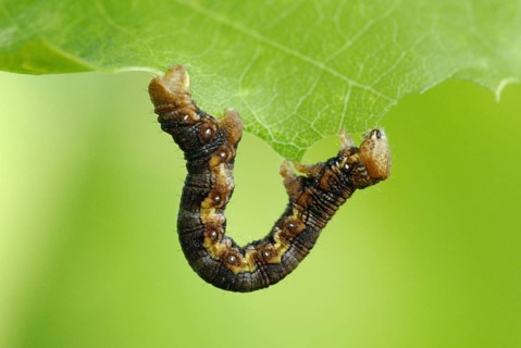 Mottled Umber