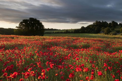 Flower mass of poppy flowers