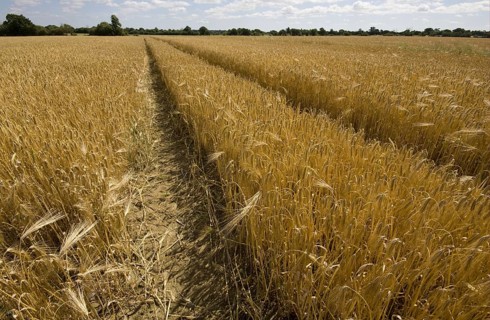 Tractor tram lines in barley cultivation