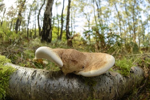 Birch Polypore