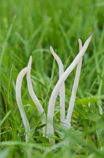 White Spindles