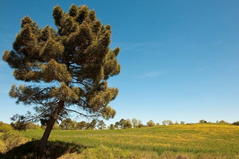 Aleppo pine