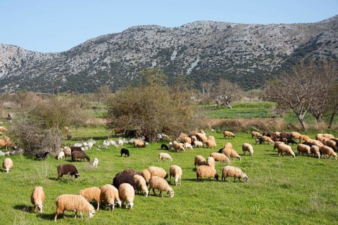 Sheep near Agios Konstantinos