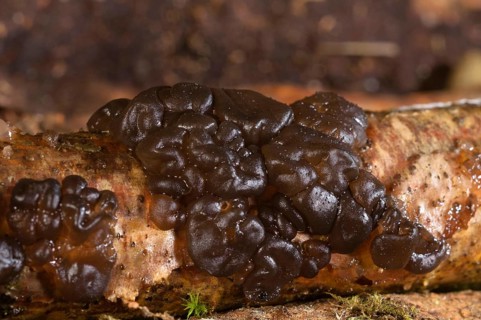 Warty glandling