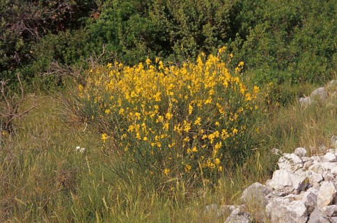 Broom