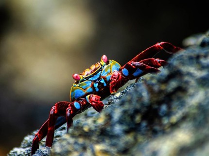Red rock crab
