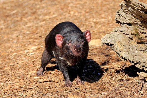Tasmanian devil