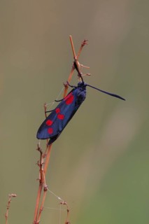 Six-spotted Widow
