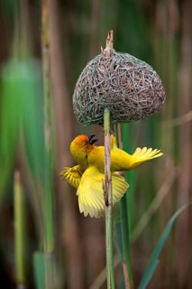 Yellow-bellied weaver