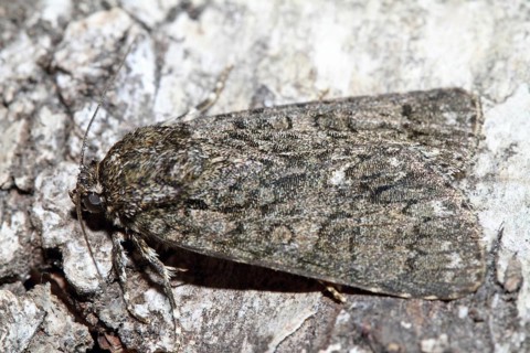 Dock bark owl