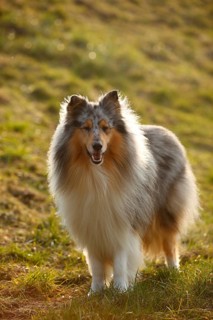 Scottish shepherd dog