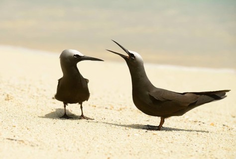 Black Noddy