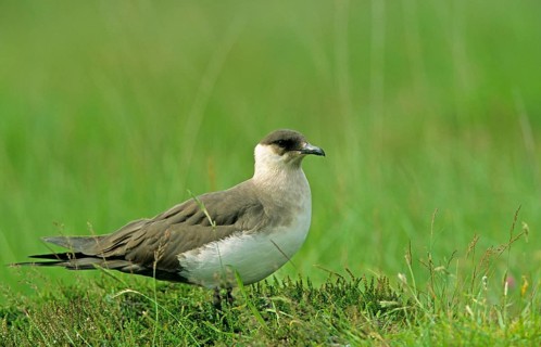 Arctic skuas