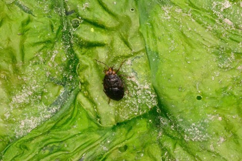 Common jumping bug