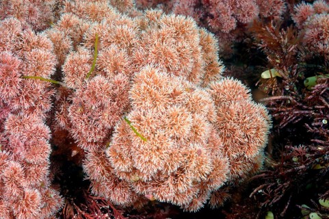 Coralline algae