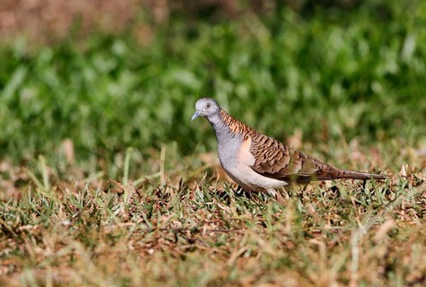 Bar-shouldered Dove