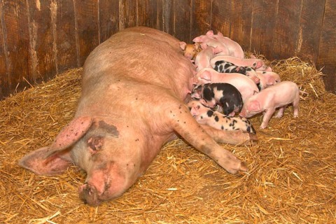 Domestic Pig