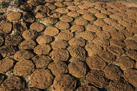 Drying cow dung used as fuel
