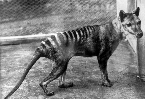 Tasmanian wolf