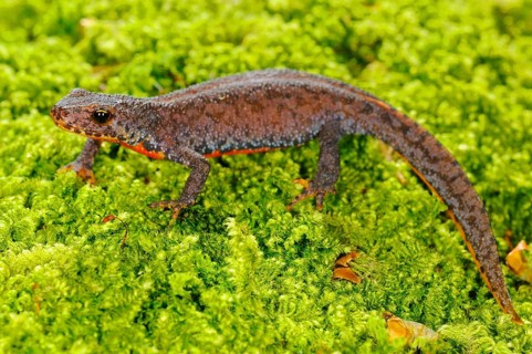 Alpine Newt