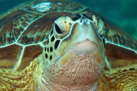 Green Turtle