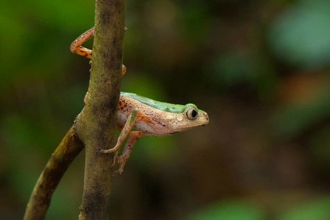 Tree Frog