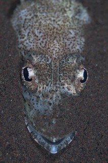 Welander's Flathead