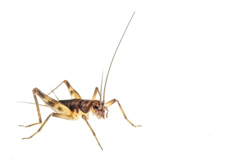Cave cricket